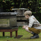 Image for article titled Tell It To The Bees crushes a tender midcentury love story under the weight of melancholy